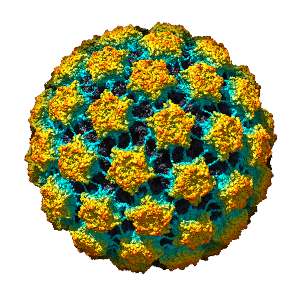 Cervical Screening And Cervical Cancer